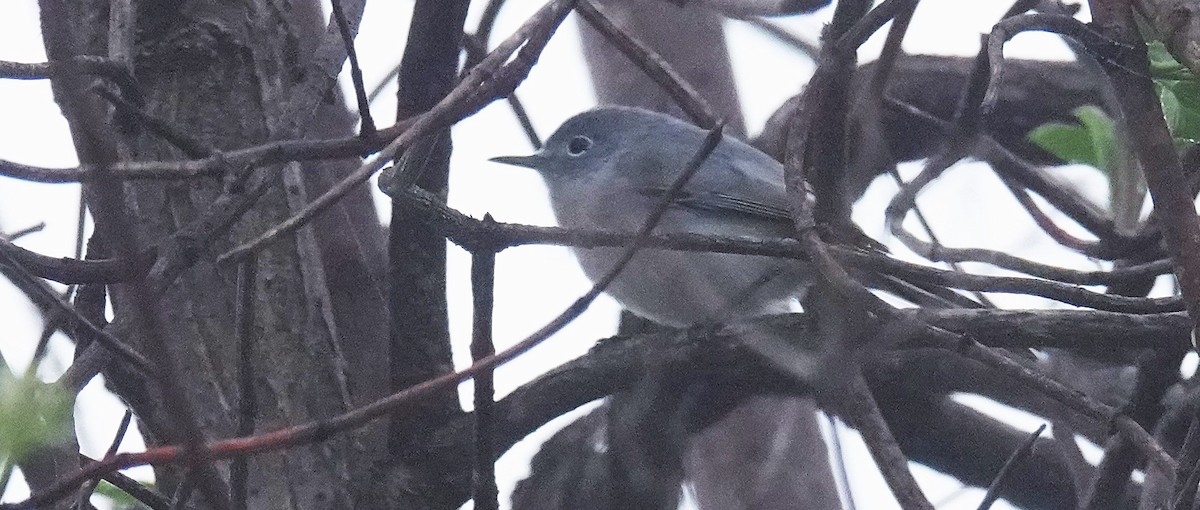 Blue-gray Gnatcatcher - ML646988316