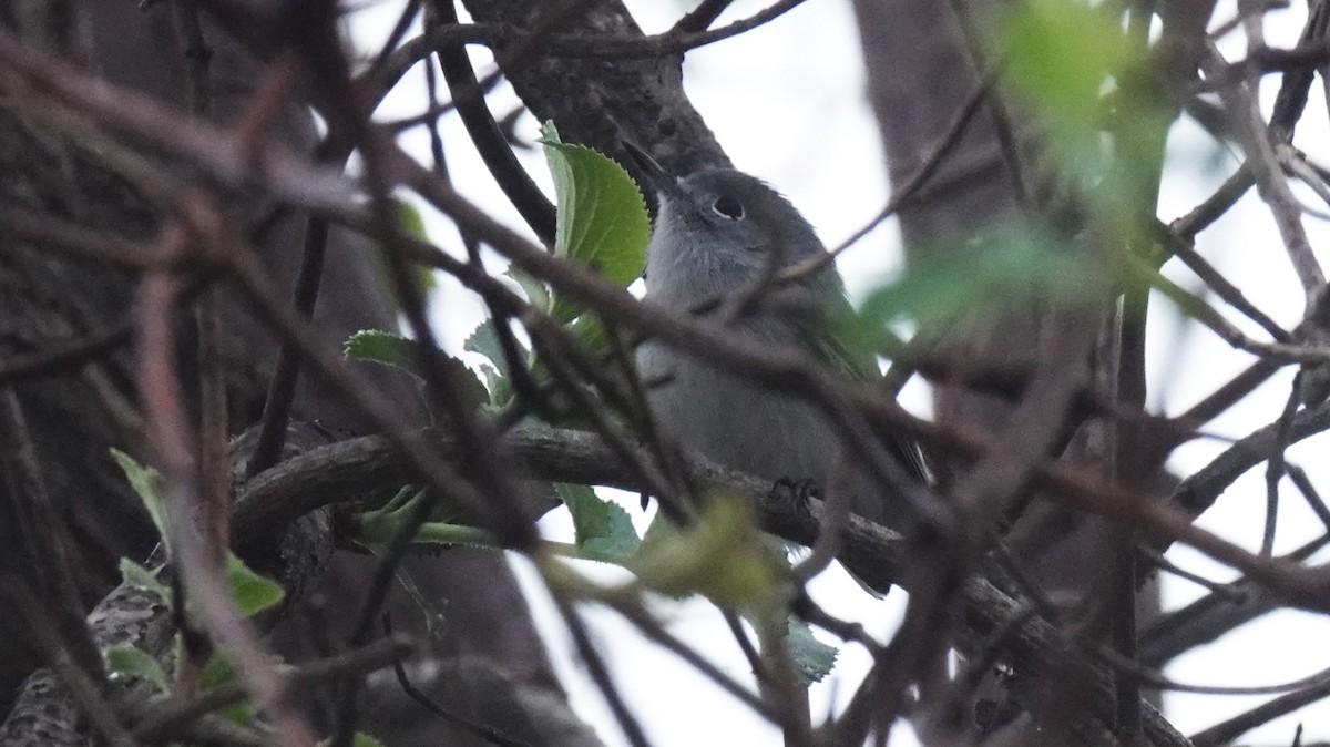 Blue-gray Gnatcatcher - ML646988317