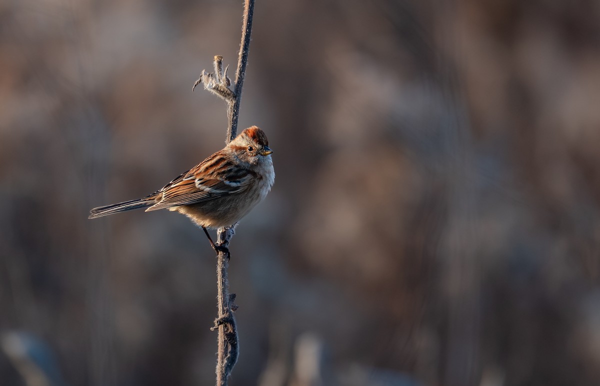 bjørkespurv - ML646988318