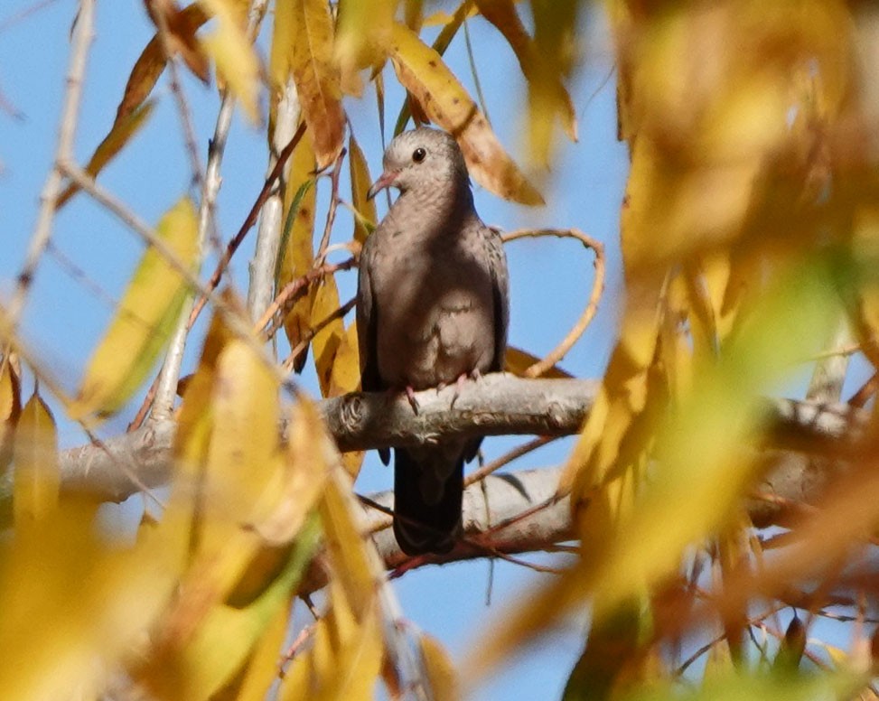 Common Ground Dove - ML646988320