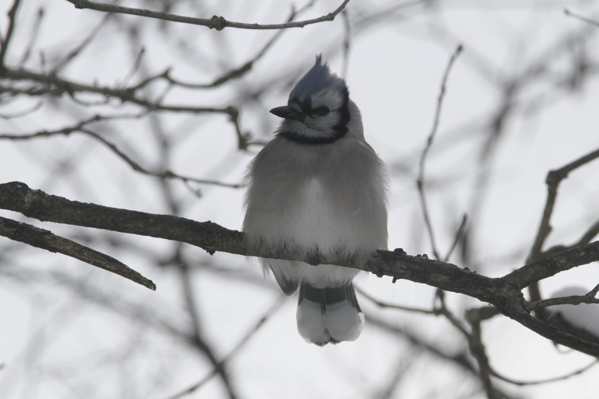 Blue Jay - ML646988323
