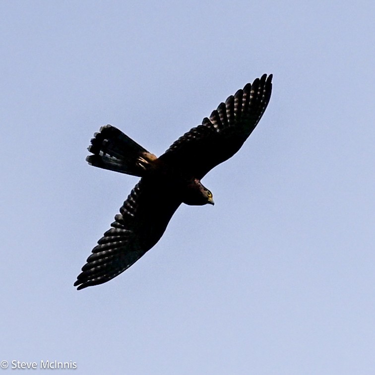 Variable Goshawk (Variable) - ML646988327