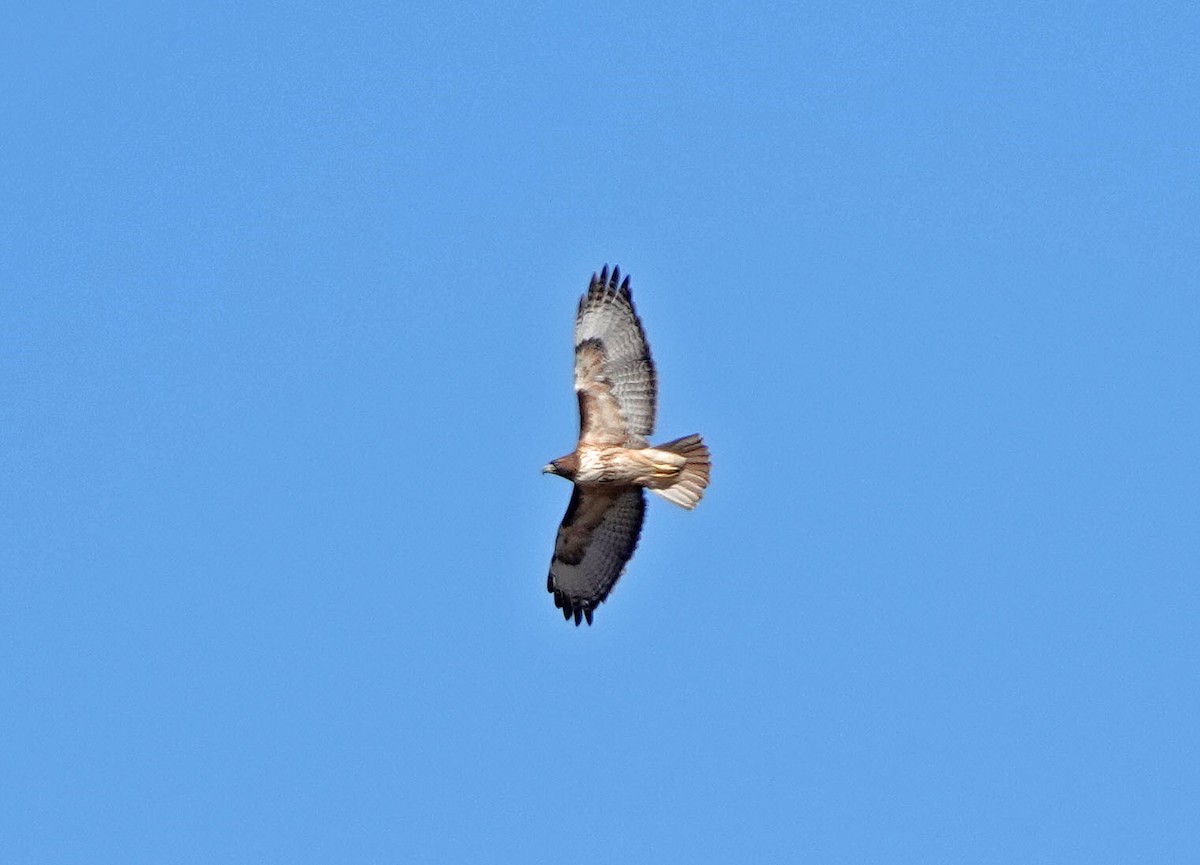 Red-tailed Hawk - ML646988329