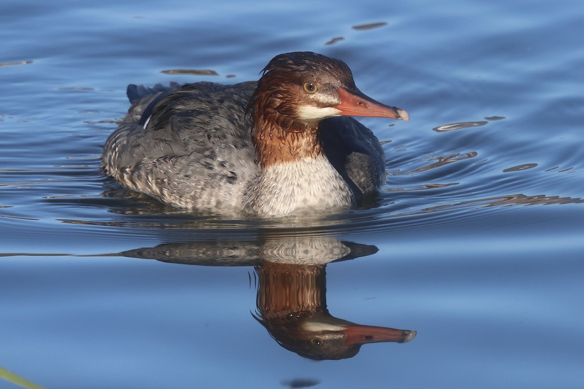 Grand Harle - ML646988334