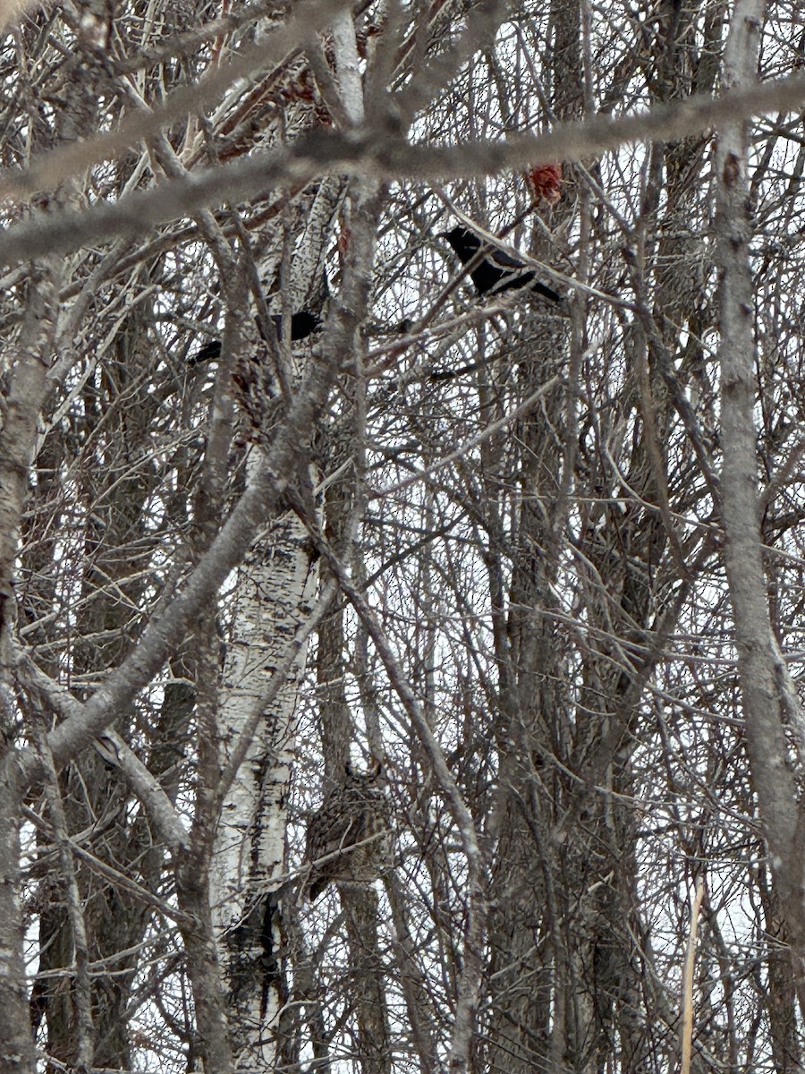 Great Horned Owl - ML646988336