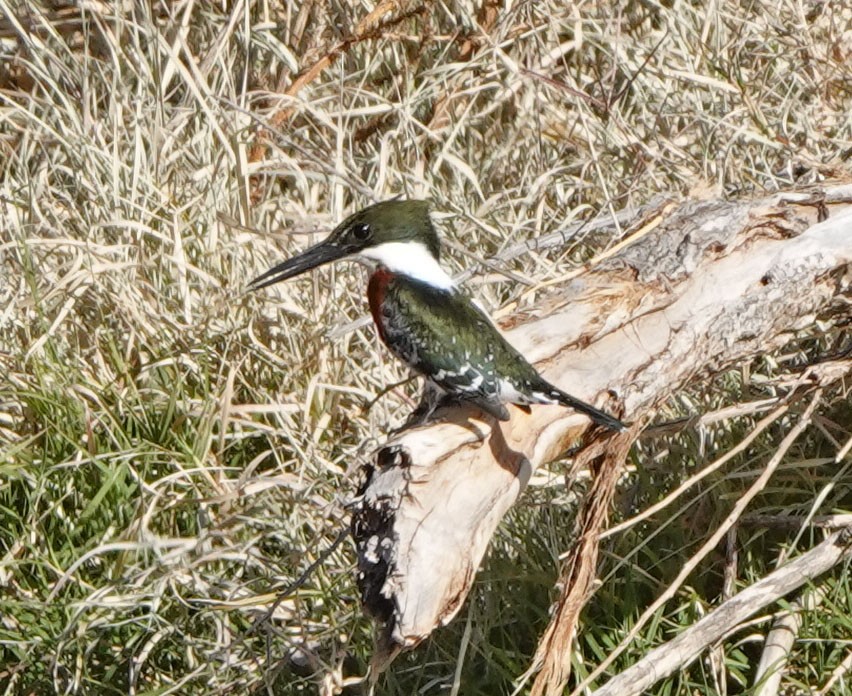 Green Kingfisher - ML646988340