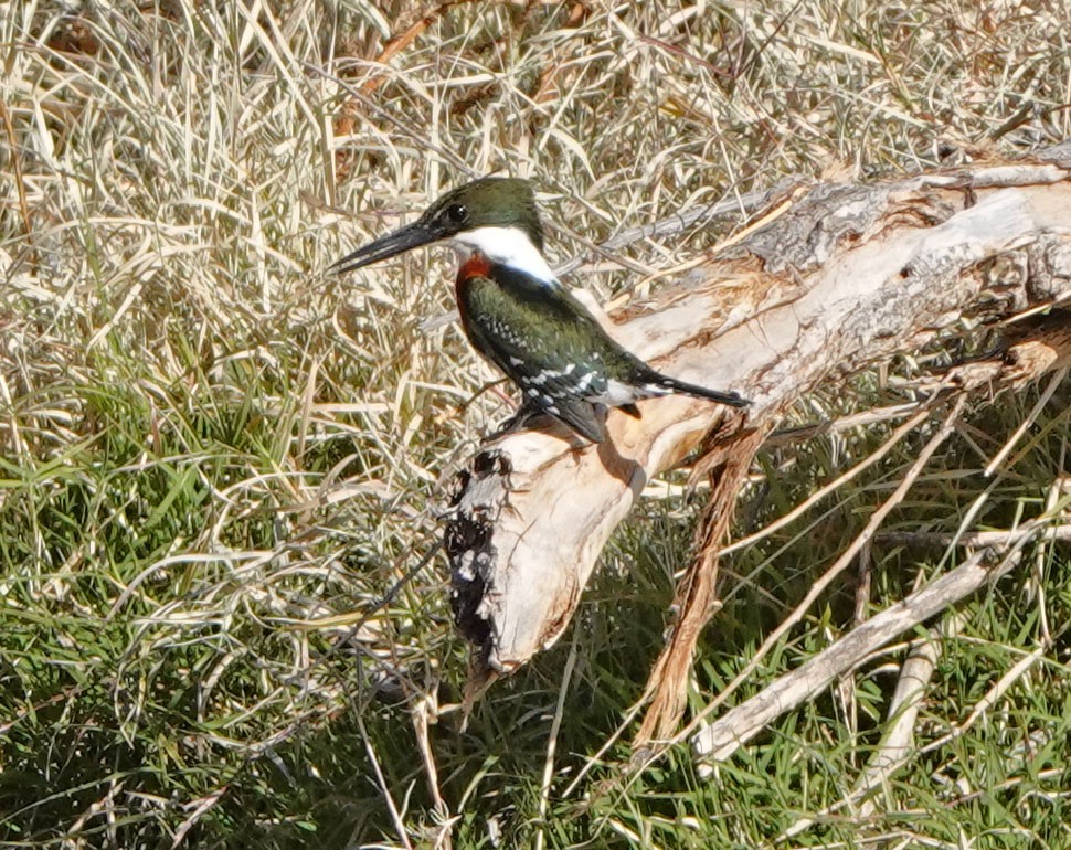 Green Kingfisher - ML646988341