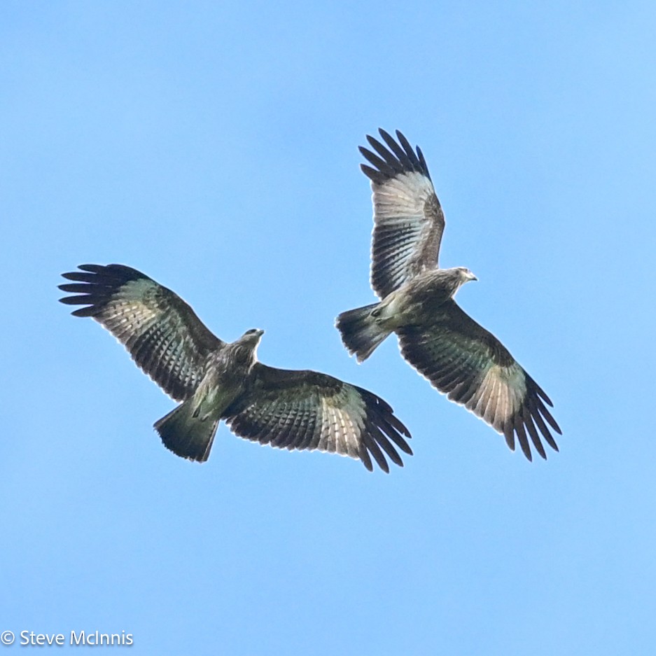 Milano Brahmán - ML646988343