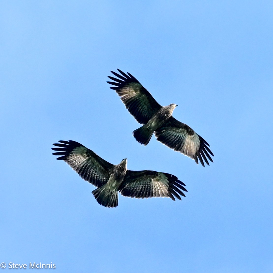 Milano Brahmán - ML646988344