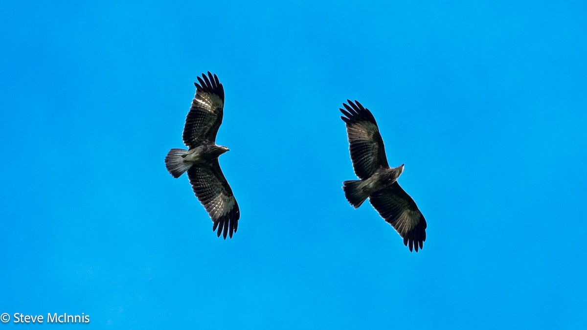 Milano Brahmán - ML646988345