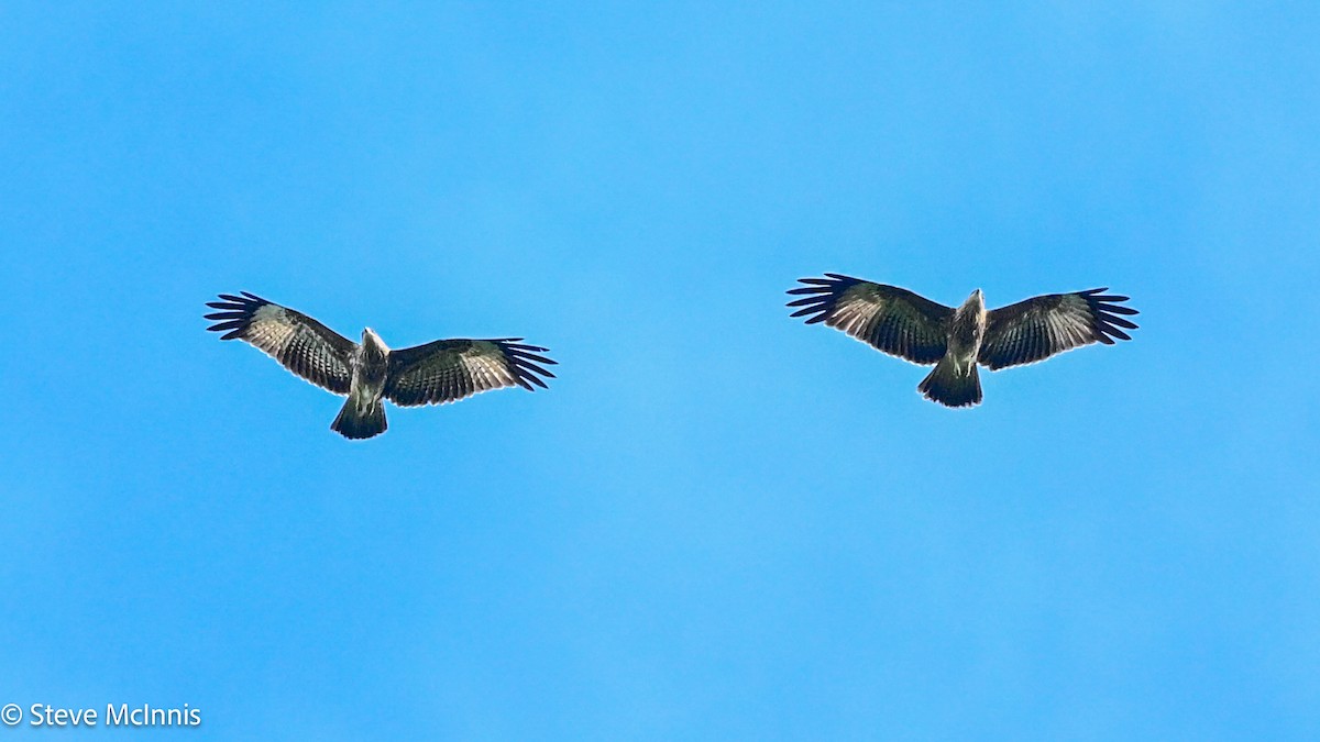 Milano Brahmán - ML646988346