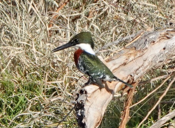 Green Kingfisher - ML646988352