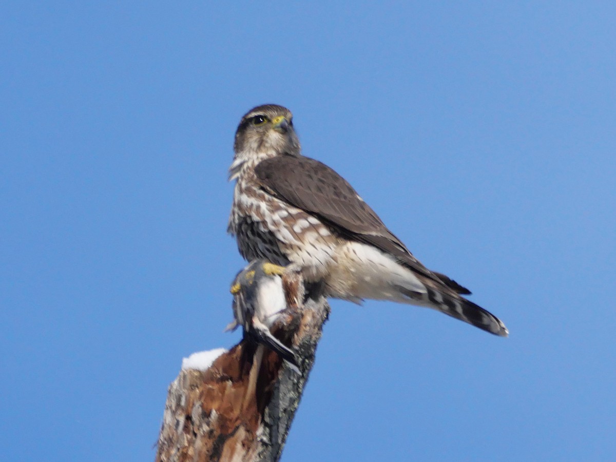 בז גמדי - ML646988354
