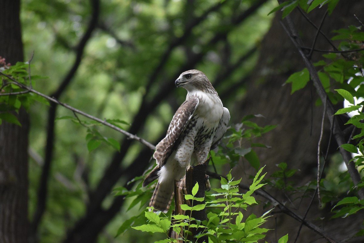 Краснохвостый канюк - ML646988356