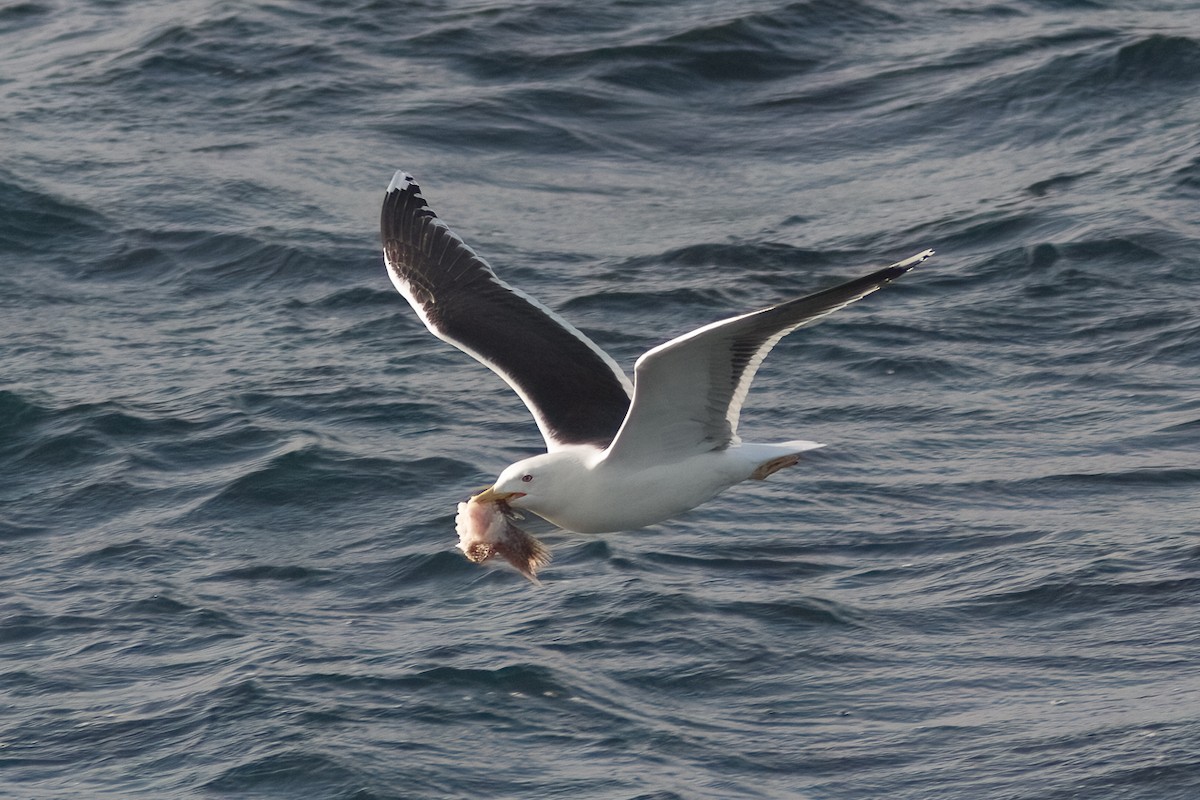 Great Black-backed Gull - ML646988358