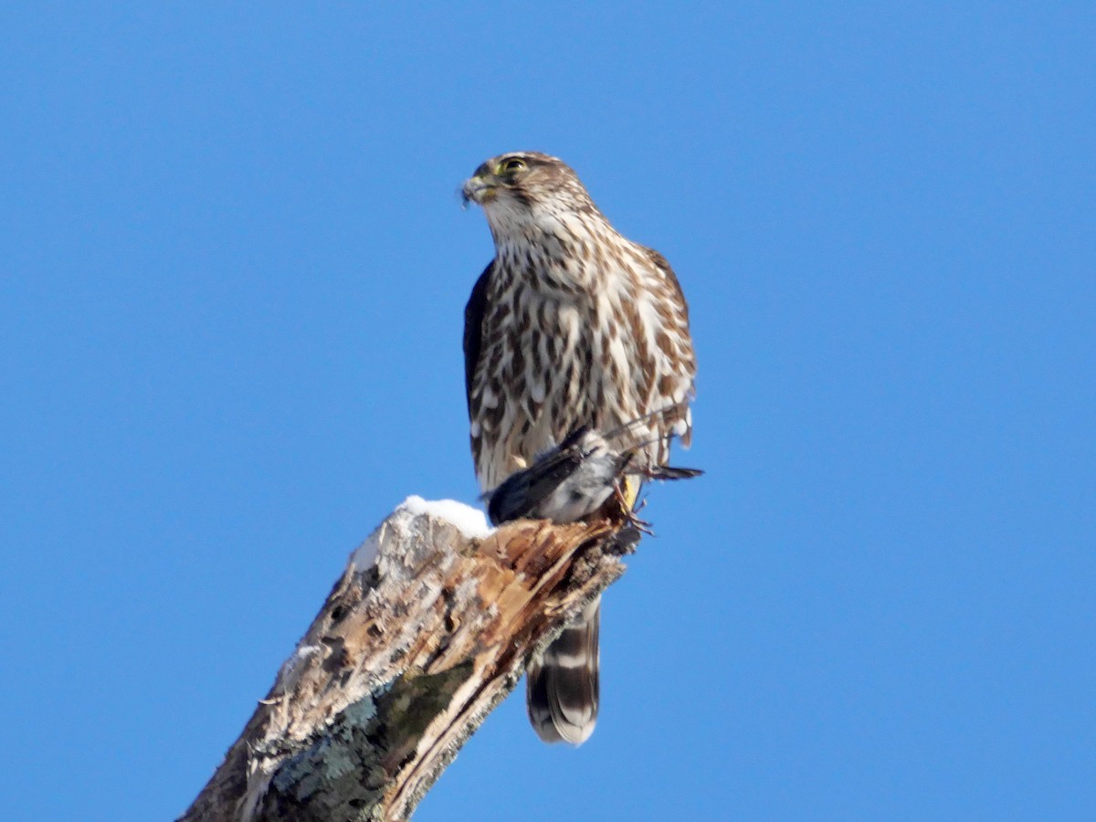 בז גמדי - ML646988379