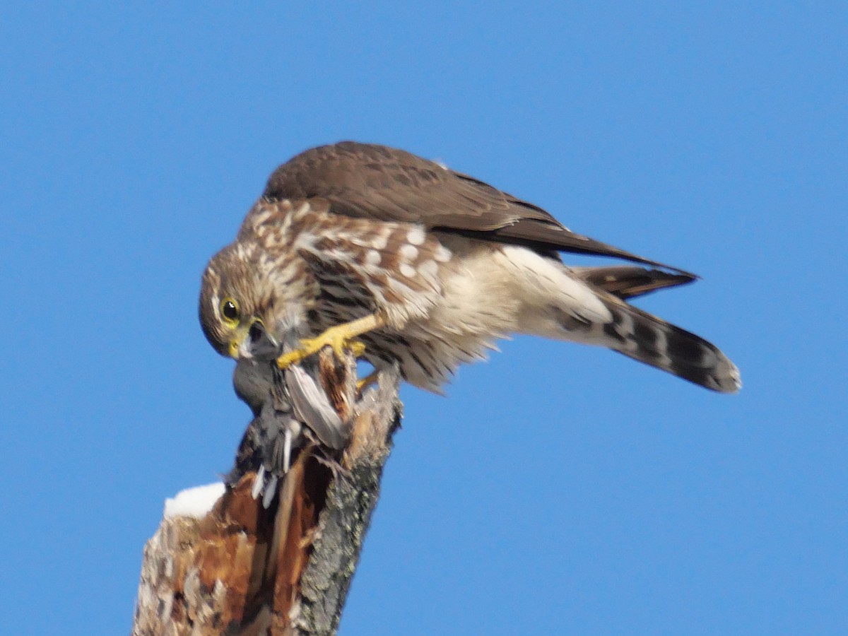בז גמדי - ML646988383