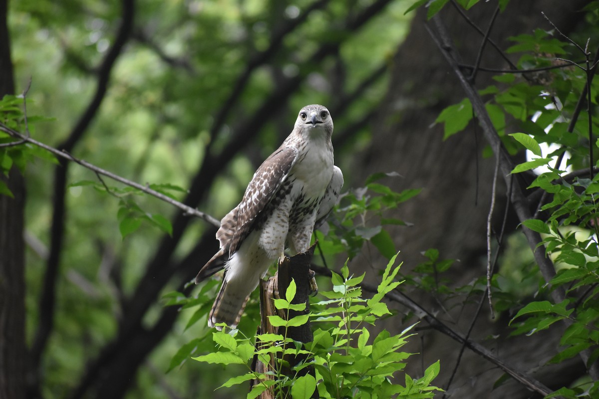 Краснохвостый канюк - ML646988384