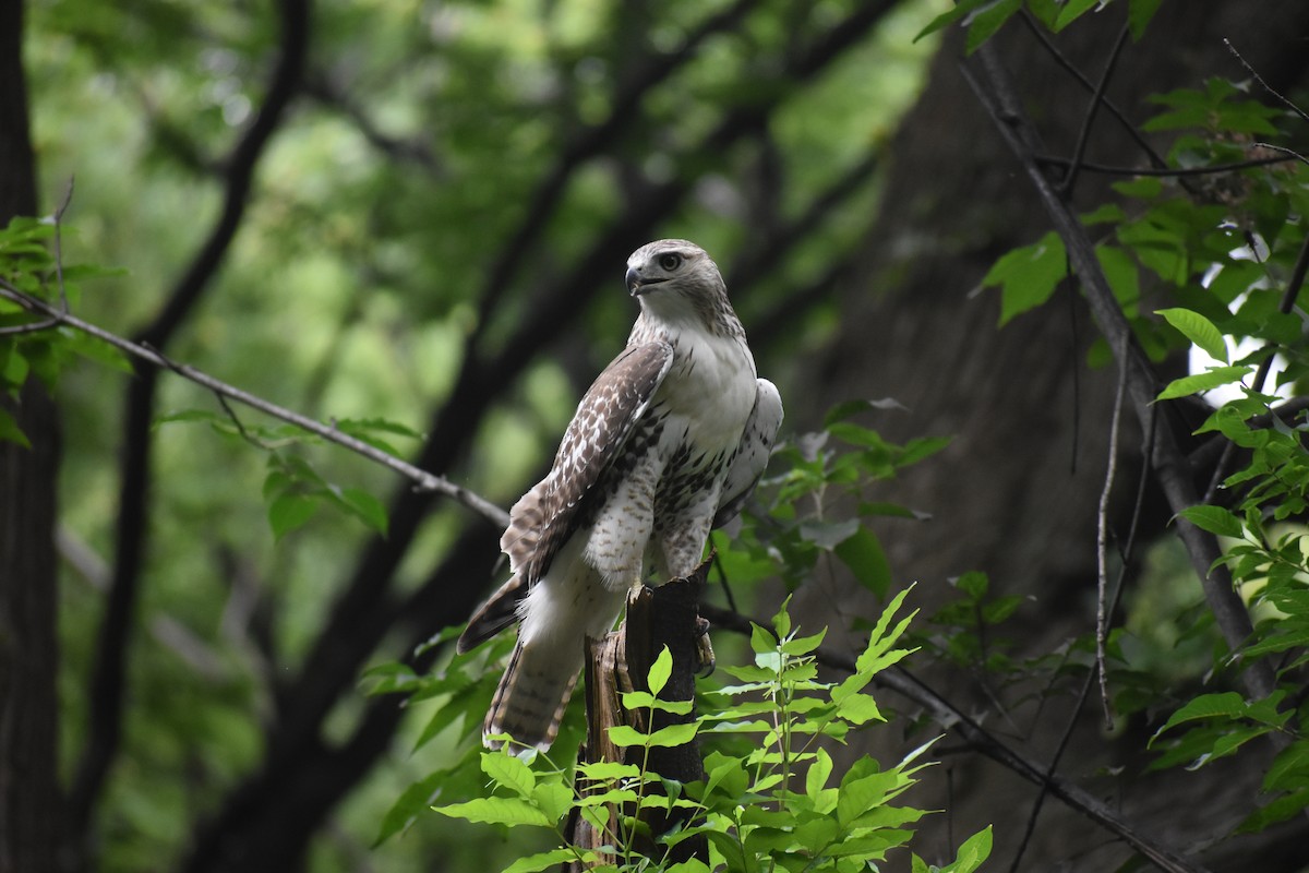 Краснохвостый канюк - ML646988386