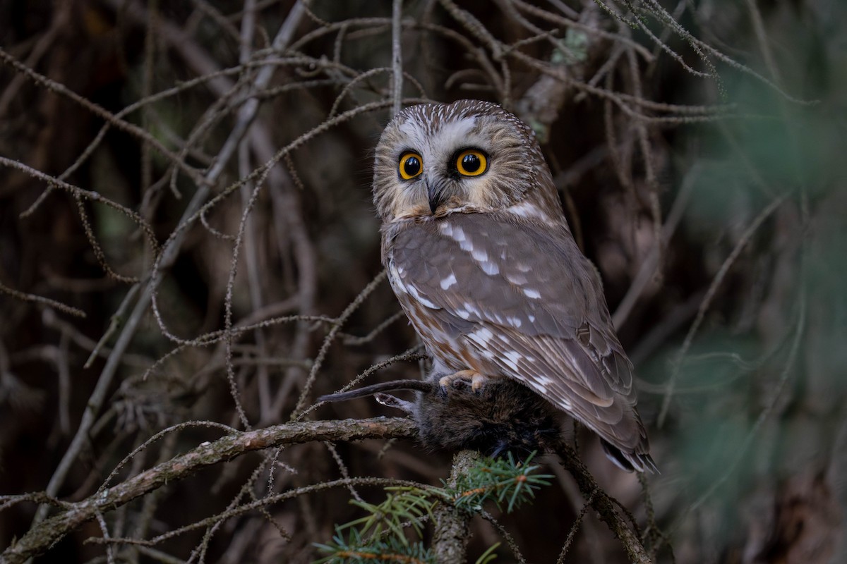 Североамериканский сыч - ML646988388