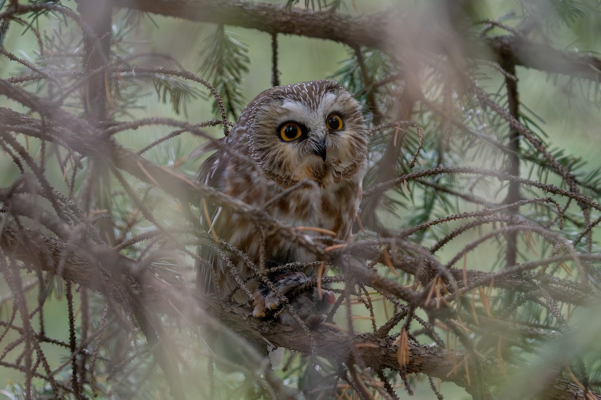 Североамериканский сыч - ML646988389