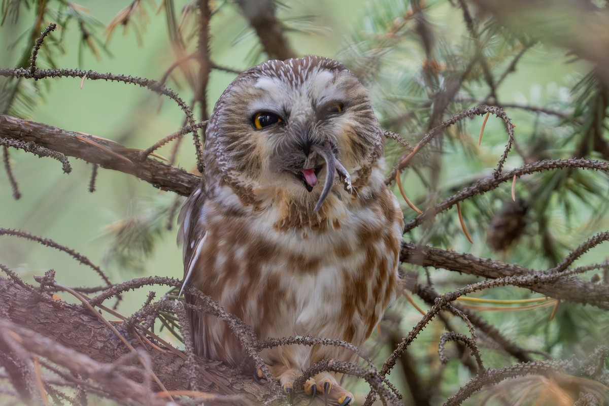 Североамериканский сыч - ML646988390