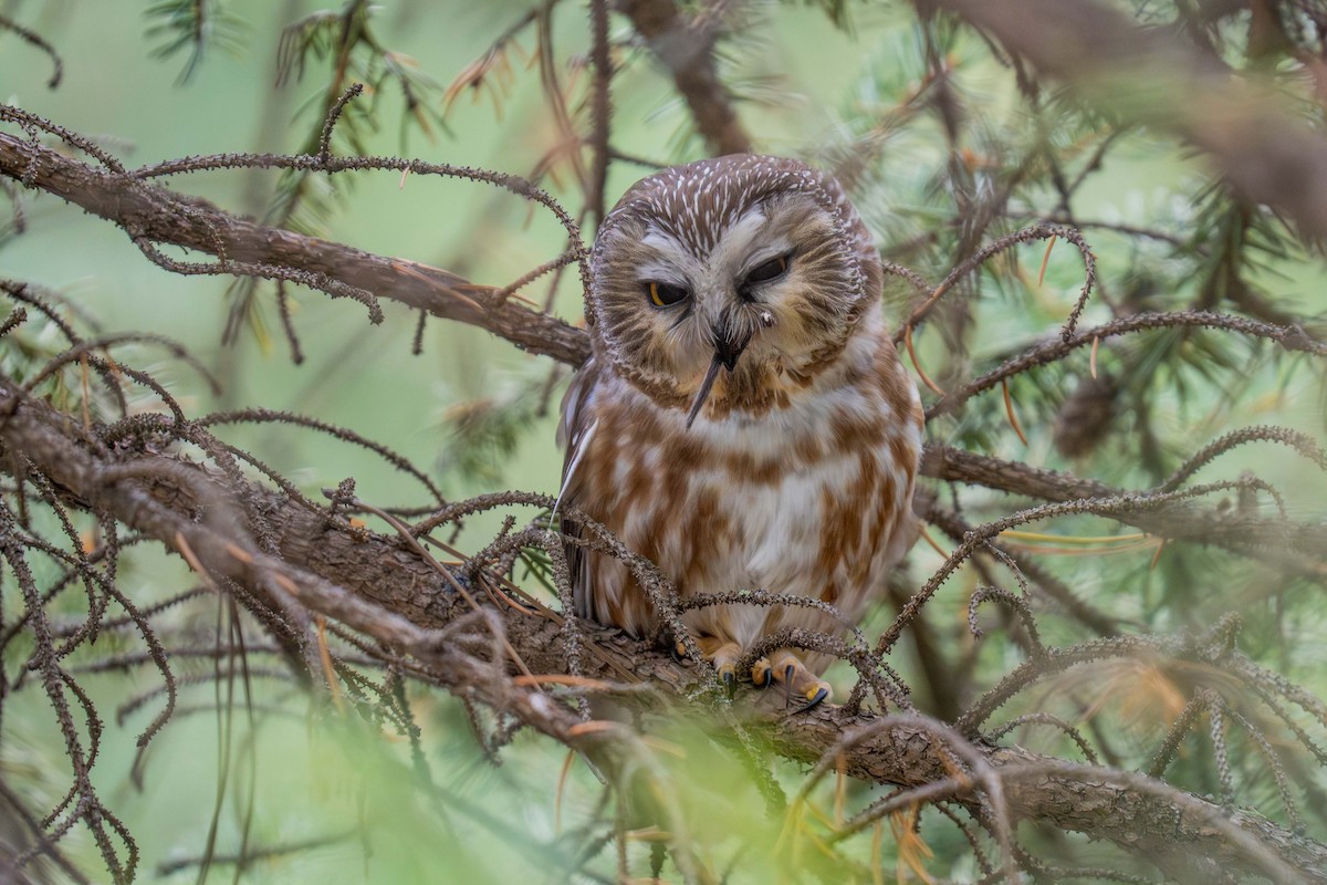 Североамериканский сыч - ML646988392
