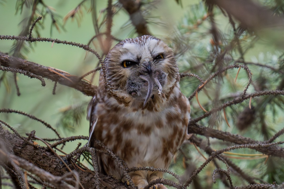 Североамериканский сыч - ML646988393