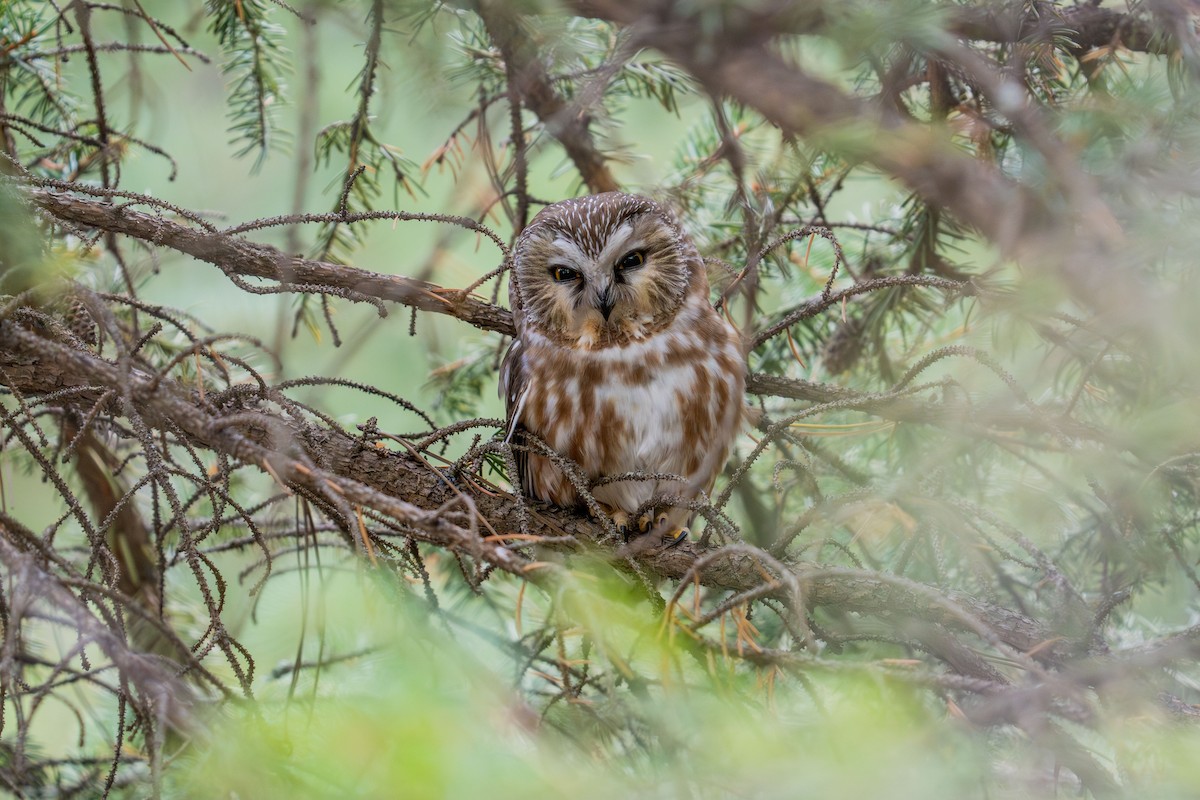 Североамериканский сыч - ML646988394