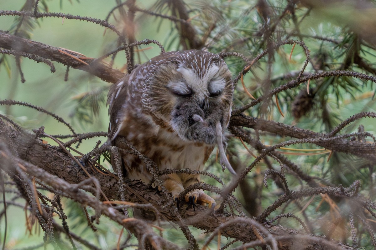 Североамериканский сыч - ML646988395