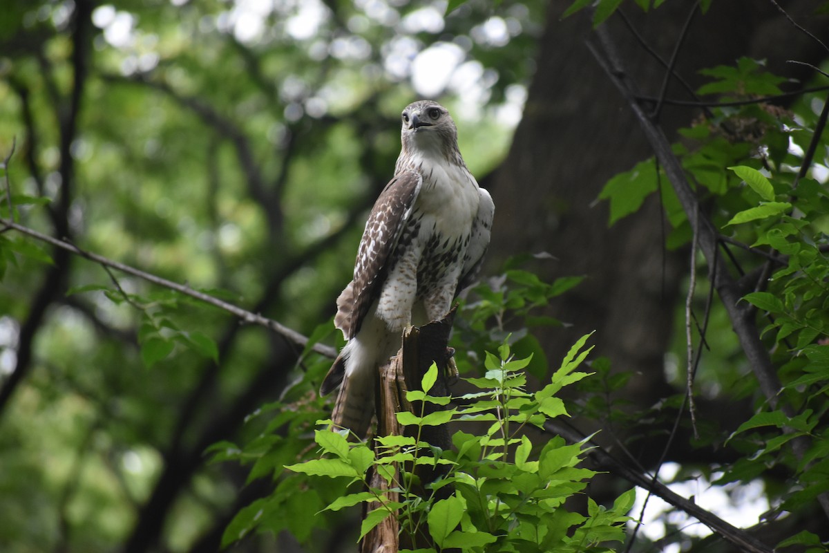 Краснохвостый канюк - ML646988401