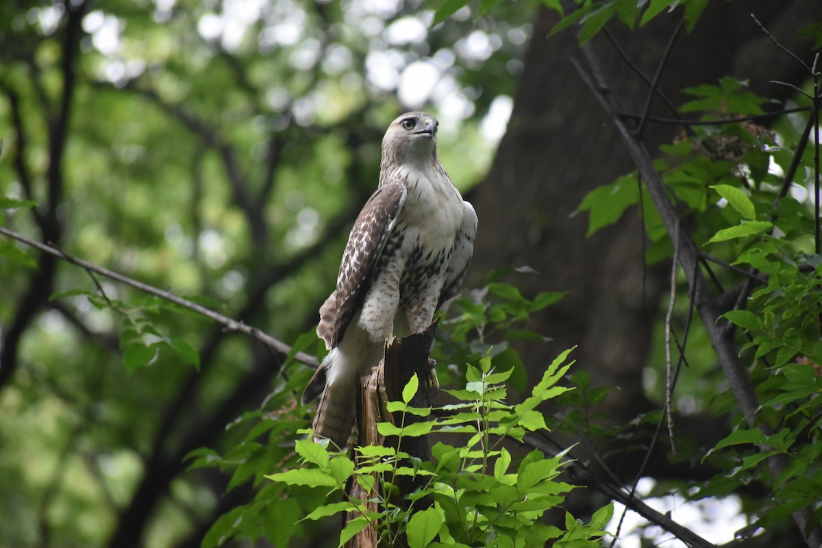 Краснохвостый канюк - ML646988403