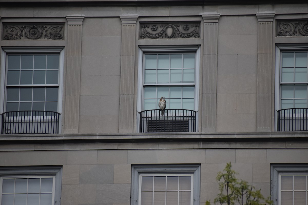 Краснохвостый канюк - ML646988413