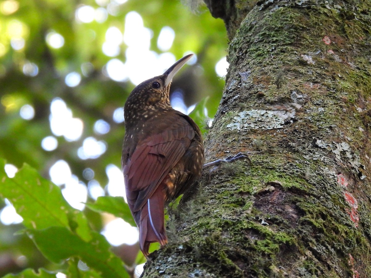 Ржавчатый древолаз - ML646988416