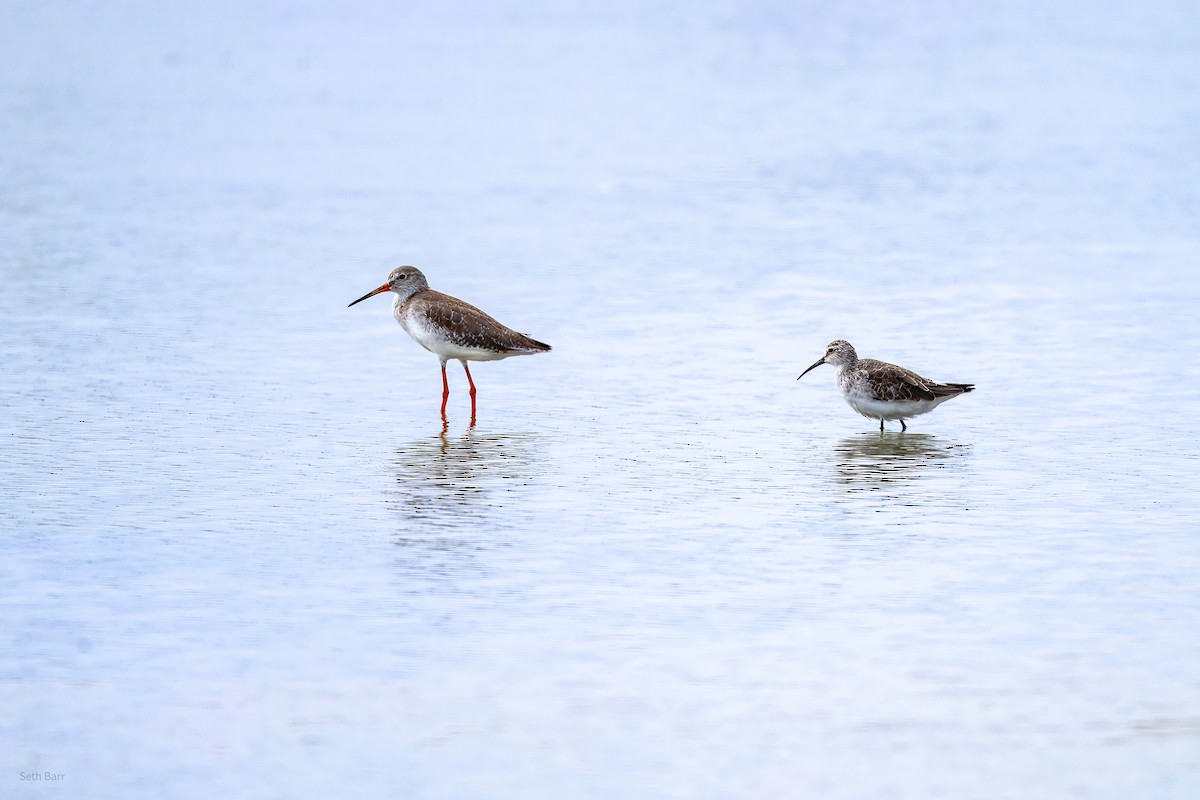 Piovanello comune - ML646988418