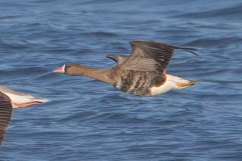 Белолобый гусь - ML646988420