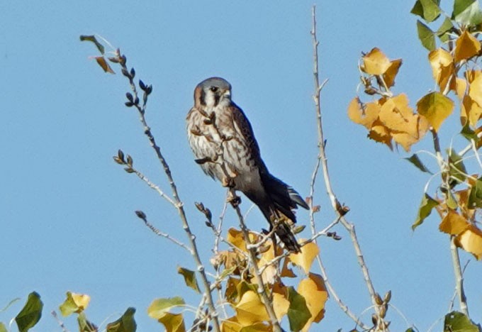 American Kestrel - ML646988429