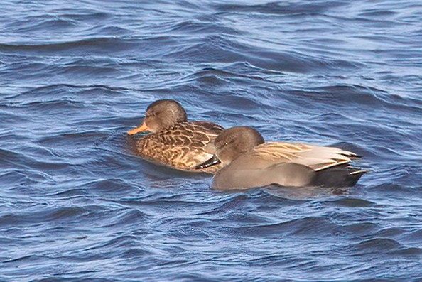 Серая утка - ML646988431