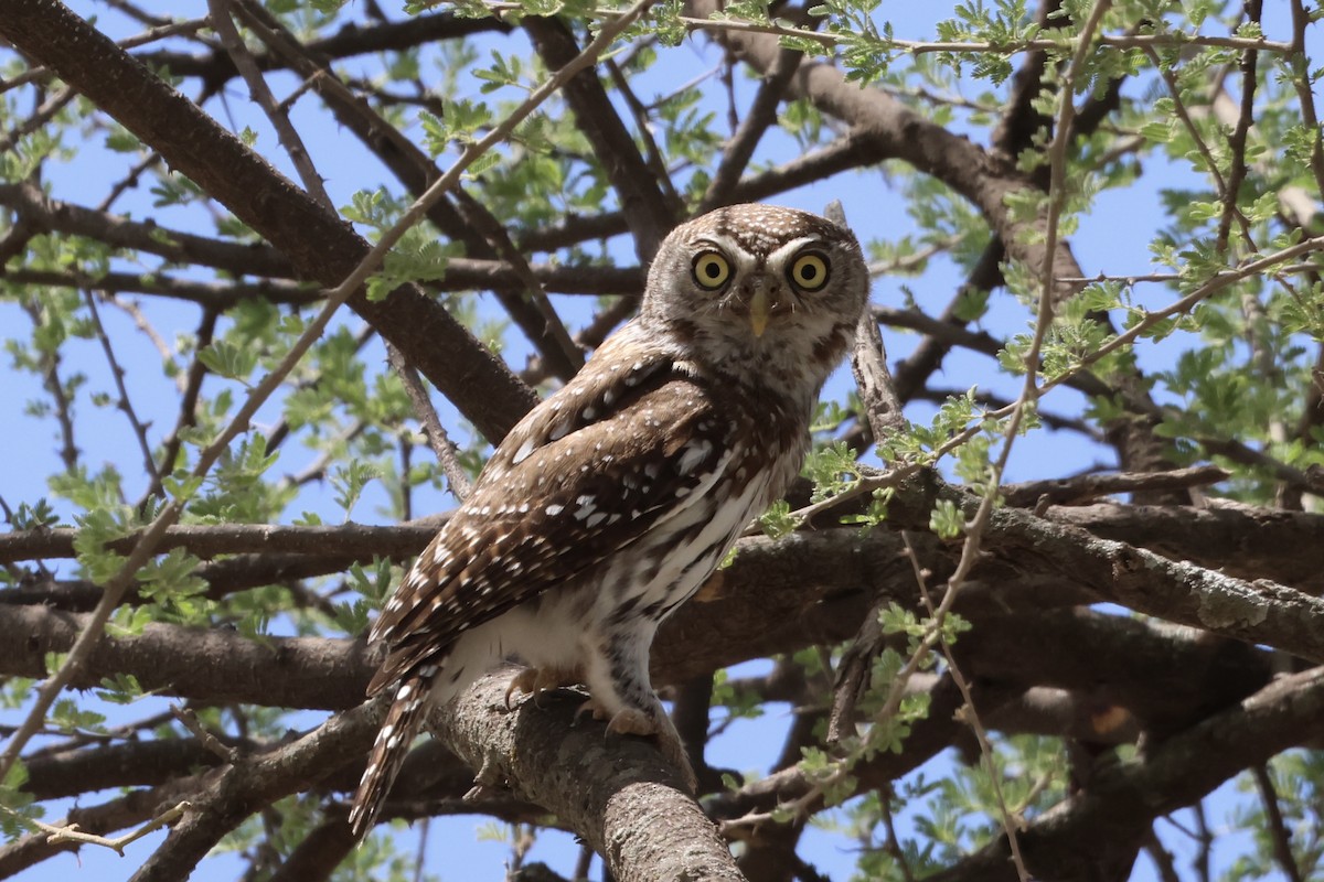Pearl-spotted Owlet - ML646988434