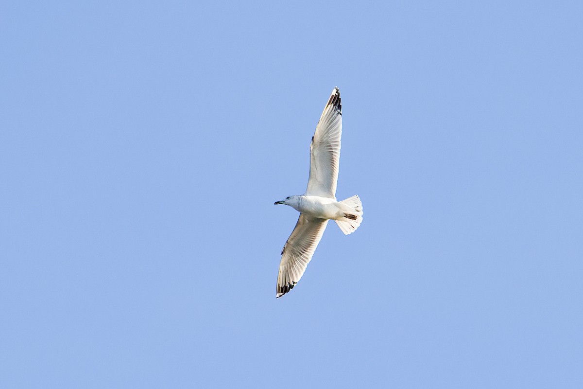 Хохотунья - ML646988444