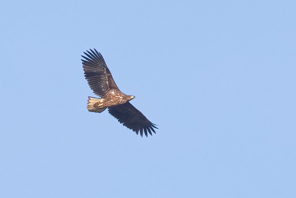 Орлан-белохвост - ML646988450