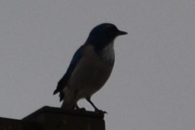 Geai buissonnier - ML646988454