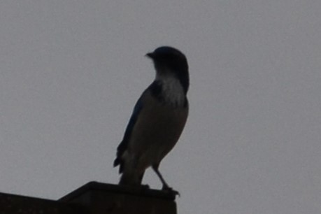 Geai buissonnier - ML646988455