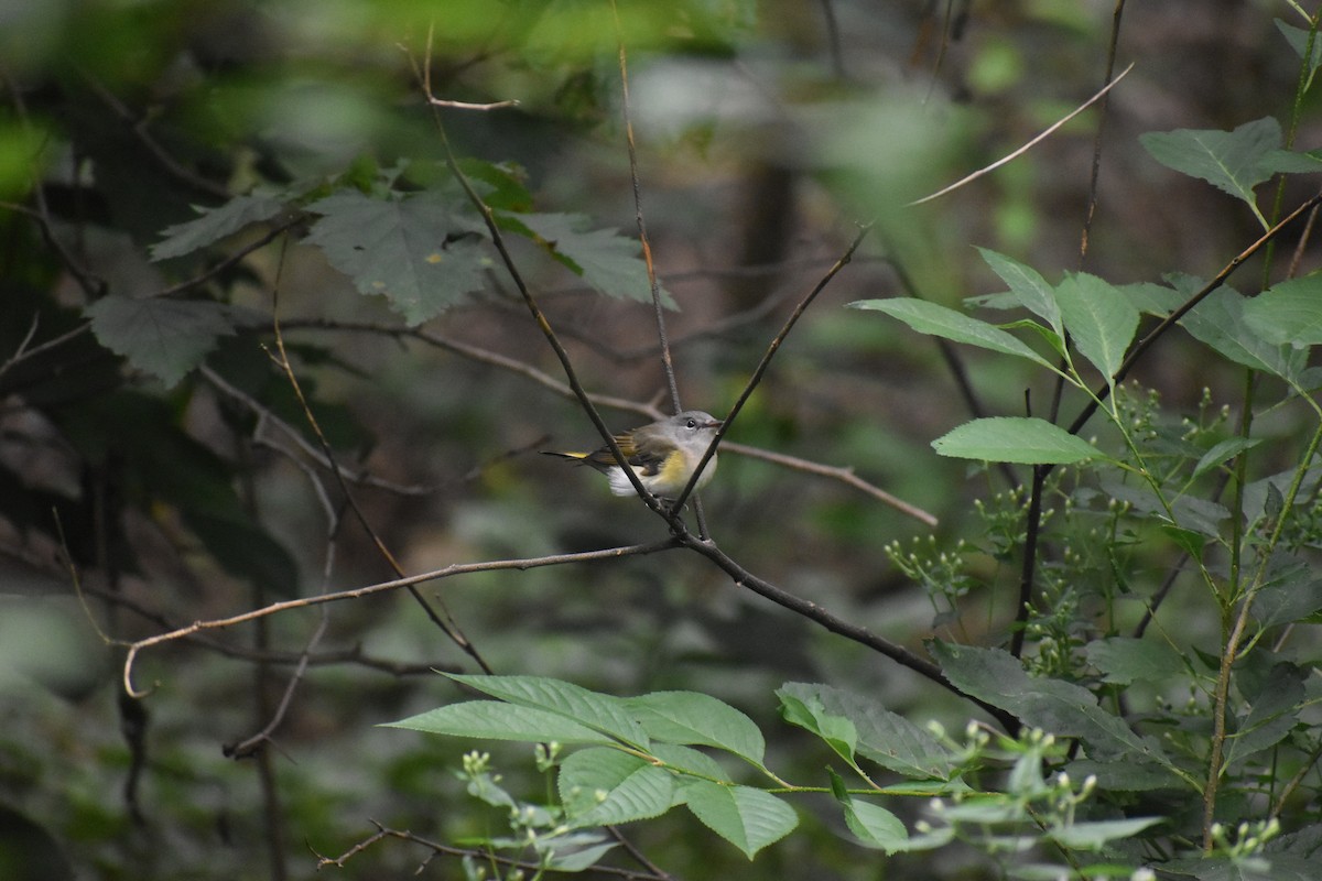 Горихвостковая древесница - ML646988458