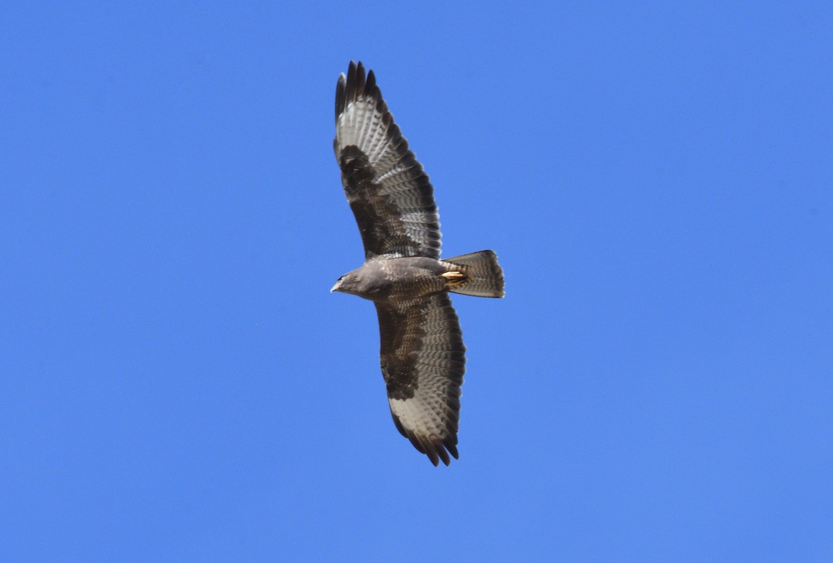 Common Buzzard - ML646988462