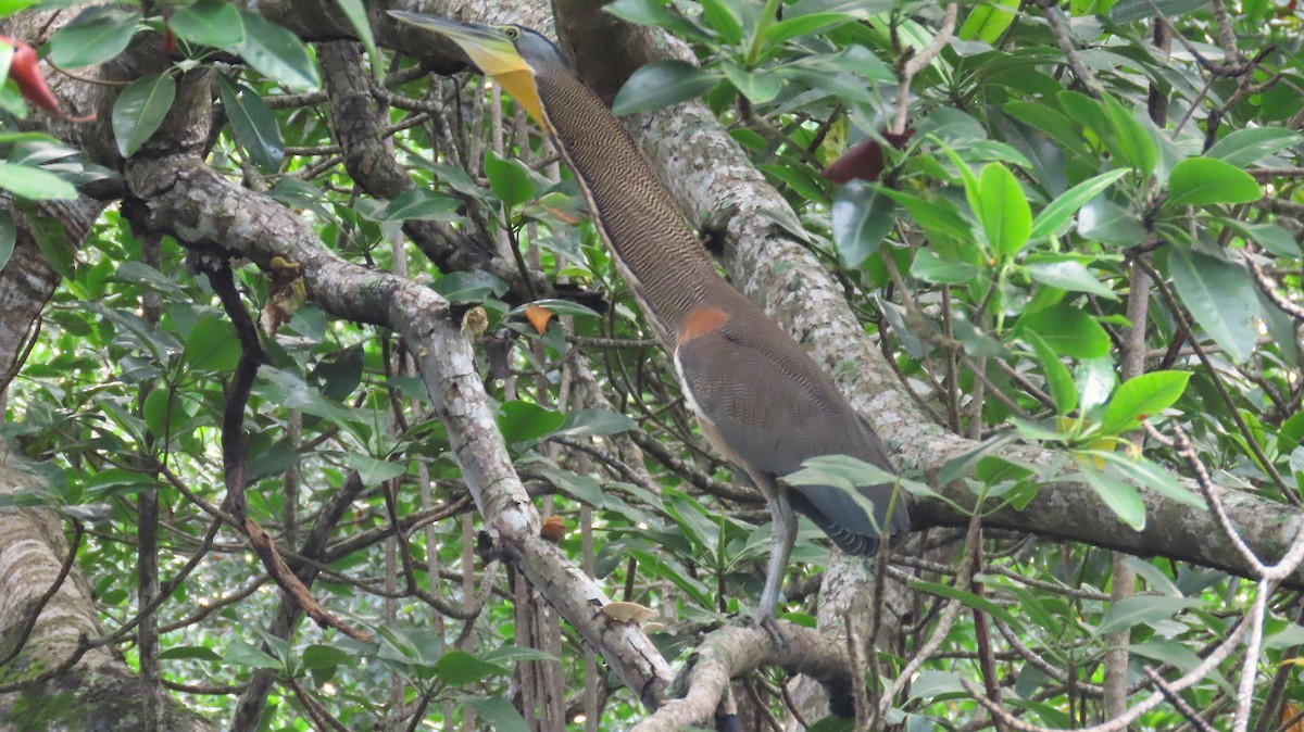 Bare-throated Tiger-Heron - ML646988469