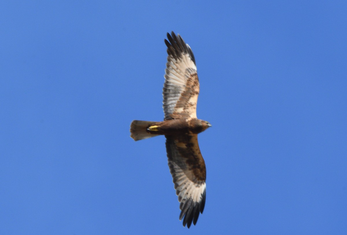 Western Marsh Harrier - ML646988479