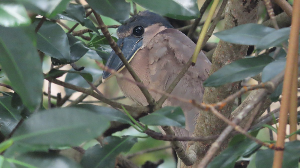 Boat-billed Heron - ML646988482
