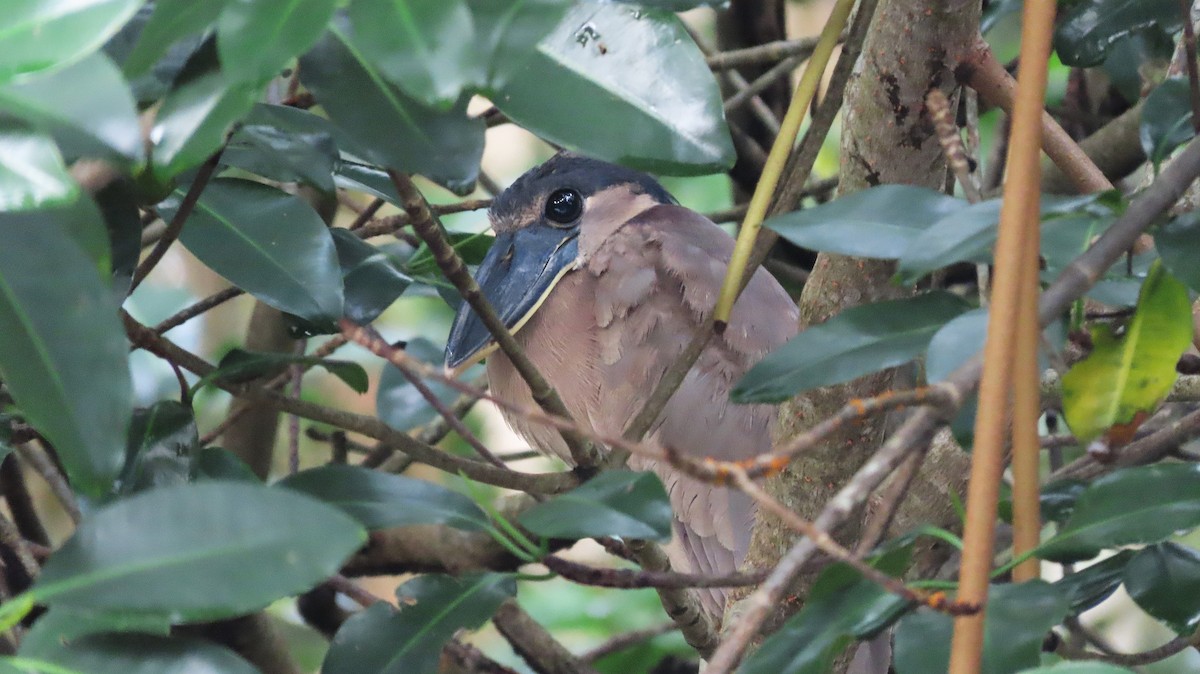 Boat-billed Heron - ML646988483