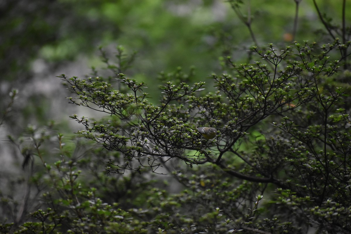 Магнолиевая древесница - ML646988485